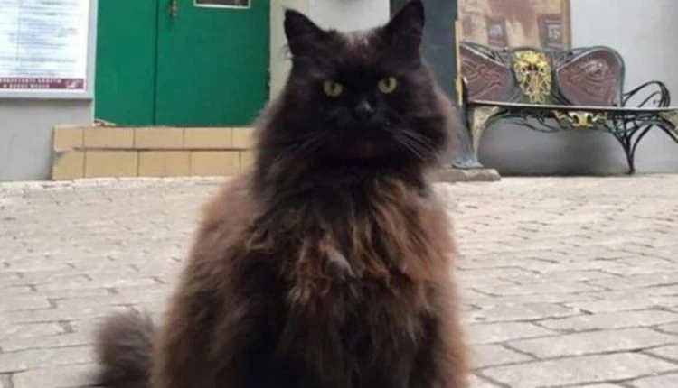 Ρωσία: Κινητοποιήθηκε ολόκληρος ο κρατικός μηχανισμός για να βρεθεί…ένας γάτος